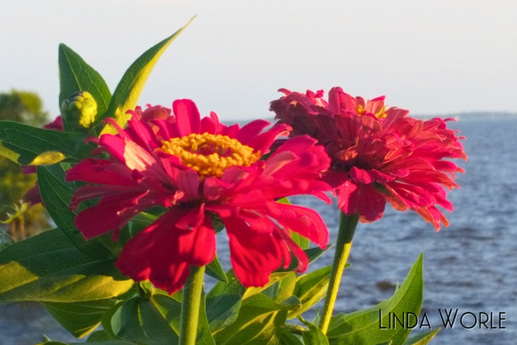 Zinnias