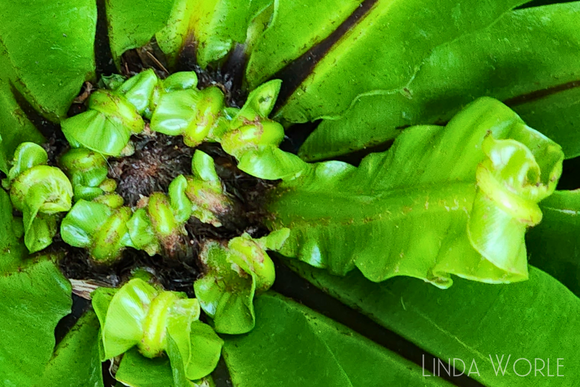 birds nest fern crown Bird's Nest Fern