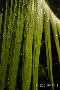 Dew
