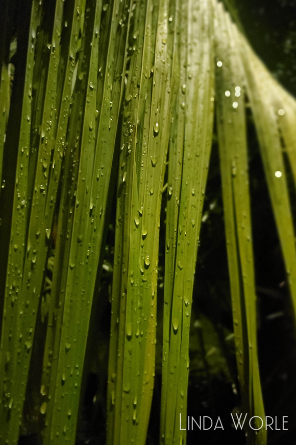 Dew