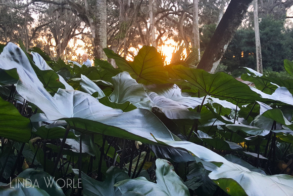 Elephant Ears
