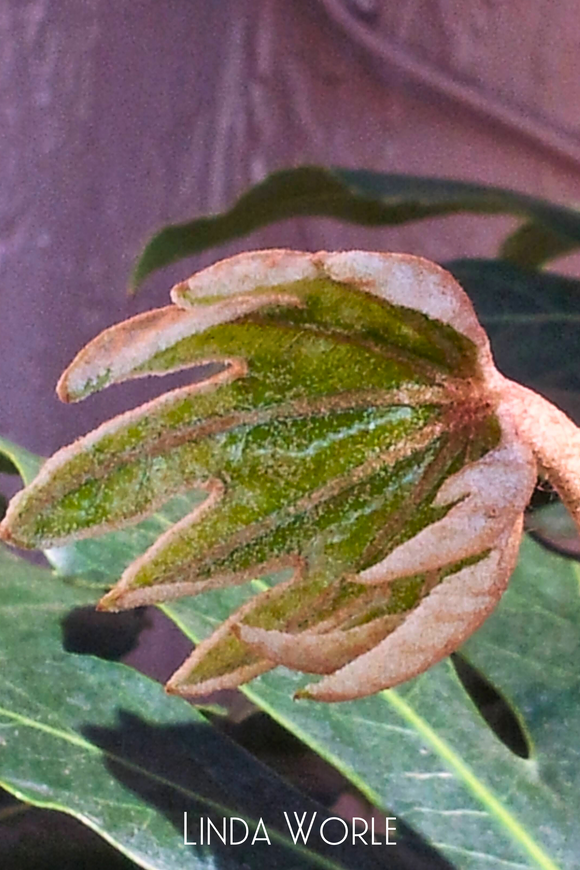Fatsia