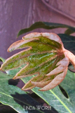 Fatsia