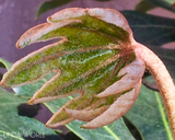 Fatsia