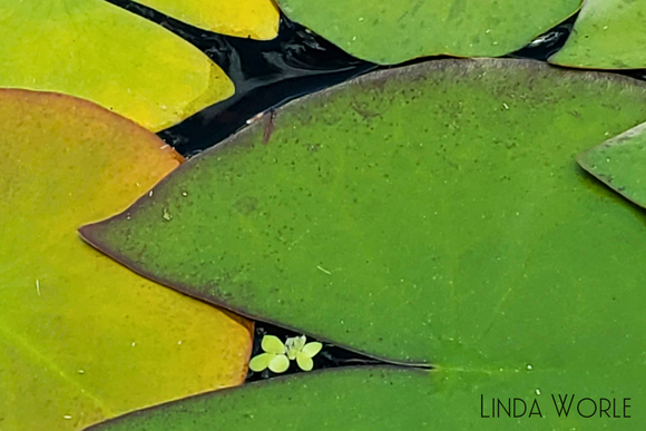 Lily Pads