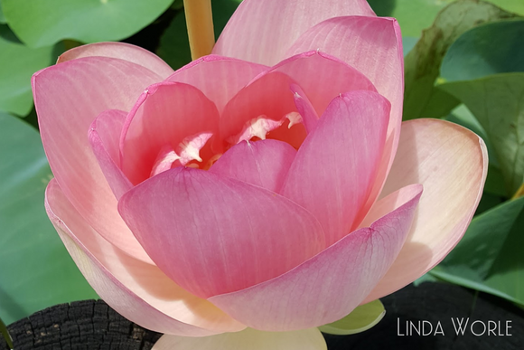 Lotus Nucifera