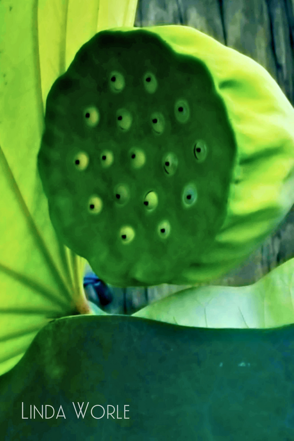 Lotus Seed Pod