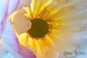 Peek Inside a Lotus Flower