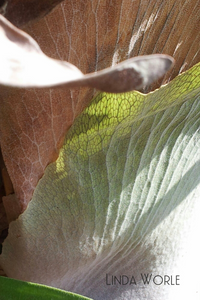Staghorn Fern