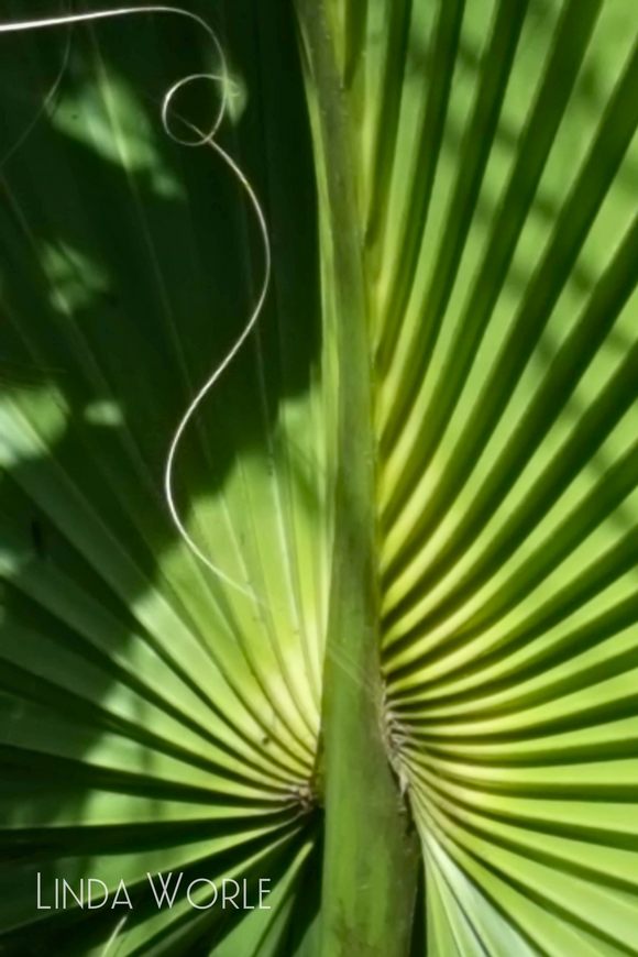 Saw Palmetto