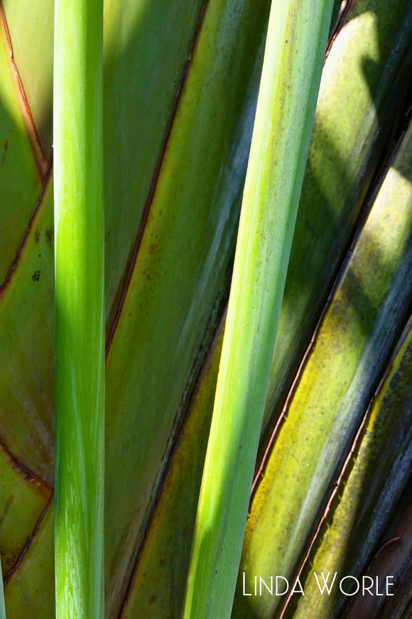 Yucca